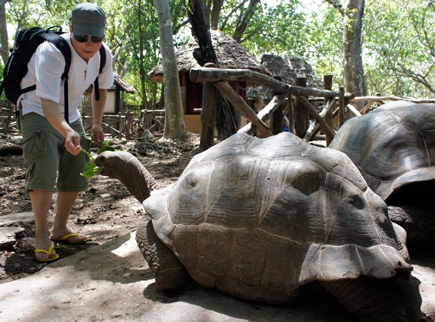 Giant tortoises on Prison Island