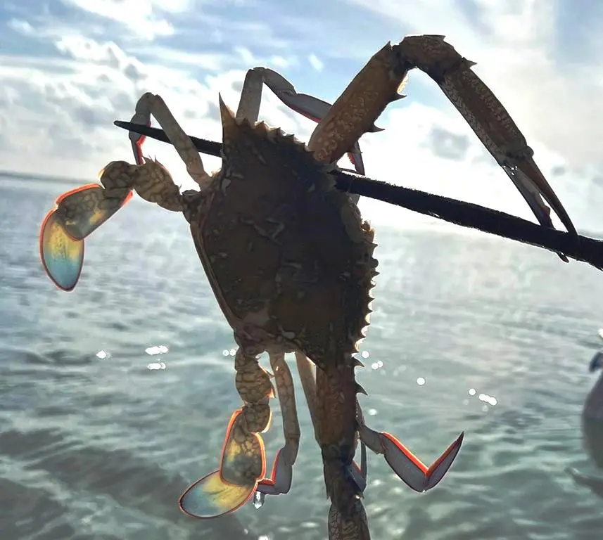 Local crab fishing in Zanzibar