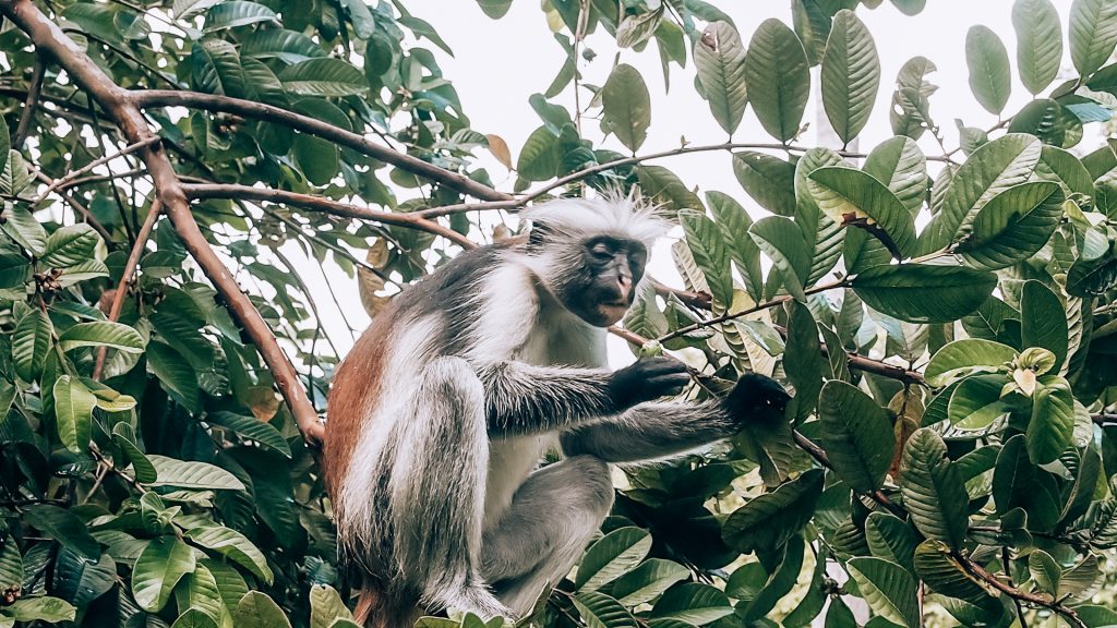 Red colobus monkey in Jozani Forest
