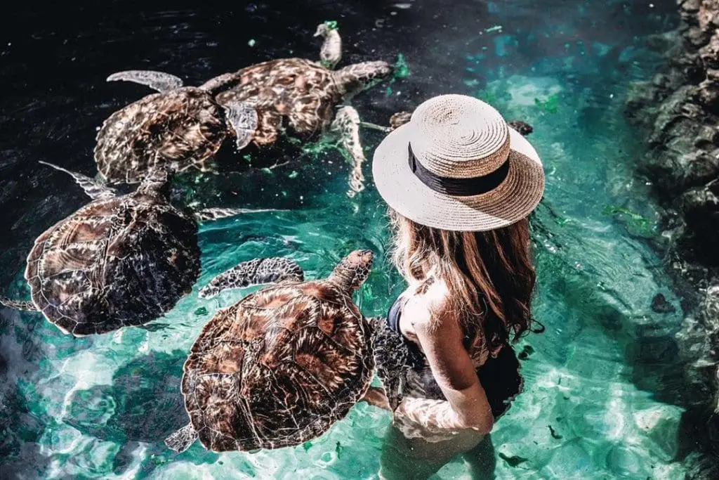 Swimming with turtles in Nungwi